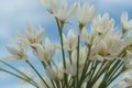 Closeup of blooming white Zephyranthes flowers