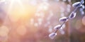 Art Closeup of blooming willow tree in spring on sunny bokeh background