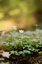 Closeup of blooming wood anemones with forest background and a backlight in calming Finnish nature on a countryside. Spring Scene