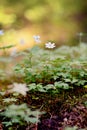 Closeup of blooming wood anemones with forest background and a backlight in calming Finnish nature on a countryside. Spring Scene