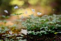 Closeup of blooming wood anemones with forest background and a backlight in calming Finnish nature on a countryside. Spring Scene