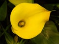 Closeup of blooming yellow Arum Lily flower Royalty Free Stock Photo
