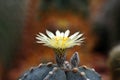 Closeup blooming yellow cactus flower is Astrophytum asterias is a species of cactus plant in the genus Astrophytum with blurred b Royalty Free Stock Photo