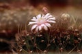 Closeup blooming yellow cactus flower is Astrophytum asterias is a species of cactus plant in the genus Astrophytum with blurred b Royalty Free Stock Photo