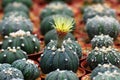 Closeup blooming yellow cactus flower is Astrophytum asterias is a species of cactus plant in the genus Astrophytum with blurred n Royalty Free Stock Photo