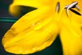 Closeup of the blooming yellow lily flower Royalty Free Stock Photo
