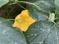 Closeup of a blooming yellow pumpkin flower and a tender new bud with large green leaves in the drizzle rain Royalty Free Stock Photo