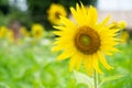 Closeup blooming yellow  sunflower , Sunflower field background Royalty Free Stock Photo