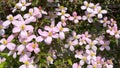 Pink clematis montanis - Rubens - flowering in spring Royalty Free Stock Photo