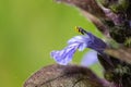 Closeup of the blossom of a bugleweed growing in a garden