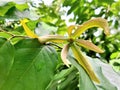 Closeup blossom Chinese Desmos flower, yellowish-green flower