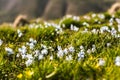 Closeup blossom colorful meadow. Soft blur bokeh domestic springtime, freshness blooming, vitality flower simplicity. Organic