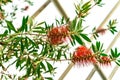Closeup of blossom of crimson bottle brush tree on the white background with skylights
