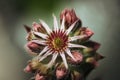 Closeup Blossom of a Echeveria