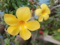 Closeup blossom Golden Trumpet, Allamanda flower on blurred garden background