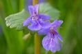 Closeup of the blossom of a ground-ivy growing in a garden