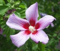 The closeup of the blossom of hibiscus syriacus.