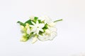 Jasmine white flower on jasmine plant.