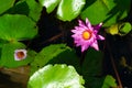 Closeup blossom lotus in the pond with water drops on the petals