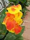 Blossom orange canna indica flower on green leaves Royalty Free Stock Photo