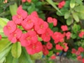 Blossom red flowers on tree of Dwarf Christ thorn, Crown of thorns Royalty Free Stock Photo