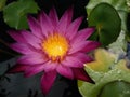 Blossom red pink water lily or lotus flower Royalty Free Stock Photo