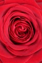 Closeup blossom red rose on mothers day or Valentine's day