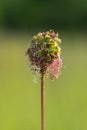 Closeup of a blossom of the small burnet Royalty Free Stock Photo
