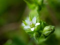 Closeup of the blossom of a thyme leaf sandwort