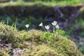 Closeup of blossom white wild flowers growing on clumps of green moss with blur background