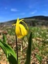 Closeup of the blossomed beautiful Yellow avalanche lily