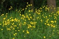 Closeup on a blossoming aggregation of yellow Meadow buttercup flower, Ranunculus acris