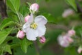 Closeup blossoming apple tree brunch