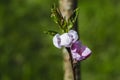 Closeup of blossoming branch of peach tree with pink flower Royalty Free Stock Photo