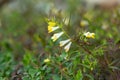 Blossoming common cow-wheat, Melampyrum pratense