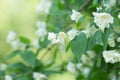 Blossoming English dogwood, Philadelphus coronarius