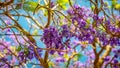 Closeup of a blossoming jacaranda tree in Grafton, NSW, Australia Royalty Free Stock Photo