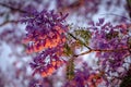Closeup of a blossoming jacaranda tree at sunset in Grafton, NSW, Australia Royalty Free Stock Photo