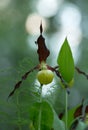 Blossoming lady`s-slipper orchid, Cypripedium calceolus Royalty Free Stock Photo