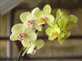 Closeup of blossoming light green orchids on a branch