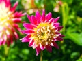 Closeup of a blossoming multicolored pink, yellow and white decorative double blooming Dahlia Royalty Free Stock Photo