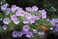 A closeup of blossoming Petunia flowers and plants in a backyard garden on a spring day. A beautiful, vibrant purple Royalty Free Stock Photo