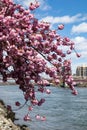 Closeup of a Blossoming Pink Cherry Blossom Tree during Spring along the East River on Roosevelt Island Royalty Free Stock Photo