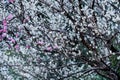 Closeup of blossoming plum trees Royalty Free Stock Photo