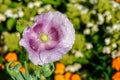 Opium poppy flower papaver somniferum Royalty Free Stock Photo