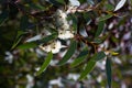 Closeup of blossoming soap mallee