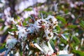 Closeup of blossoming soap mallee plant