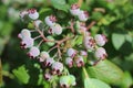Closeup of blossoming vaccinium pallidum in a field under the sunlight with a blurry background