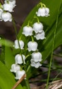 Closeup of the blossoms of a lily of the valley Convallaria majalis in the garden. On the flowers you can see drops of water Royalty Free Stock Photo