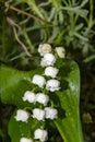 blossoms of a lily of the valley Convallaria majalis in the garden. On the flowers you can see drops of water after a rainstorm Royalty Free Stock Photo